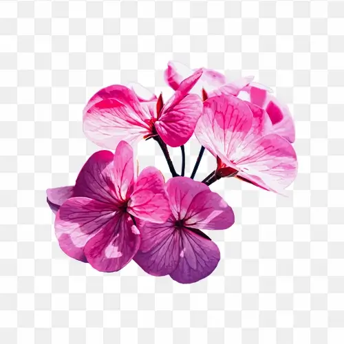 Pink flower vector png hd